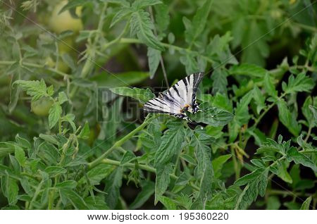Scarce Swallowtail (iphiclides Podalirius) Rare European Butterfly Is Sitting On The Bushes Of A Blo