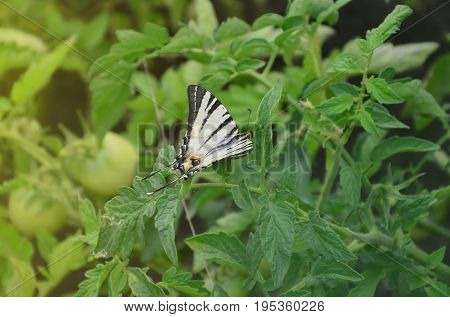 Scarce Swallowtail (iphiclides Podalirius) Rare European Butterfly Is Sitting On The Bushes Of A Blo