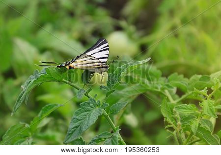 Scarce Swallowtail (iphiclides Podalirius) Rare European Butterfly Is Sitting On The Bushes Of A Blo