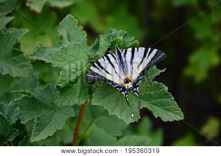 Scarce Swallowtail (iphiclides Podalirius) Rare European Butterfly Is Sitting On The Bushes Of Bloss