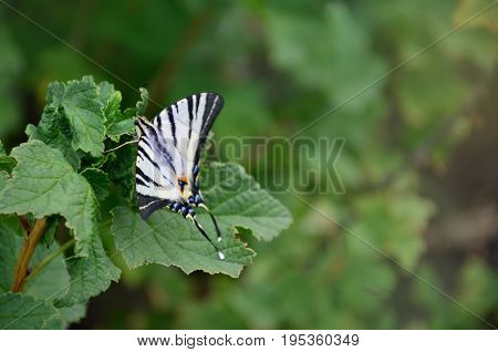 Scarce Swallowtail (iphiclides Podalirius) Rare European Butterfly Is Sitting On The Bushes Of Bloss