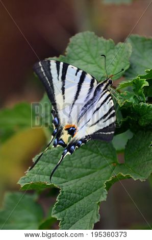 Scarce Swallowtail (iphiclides Podalirius) Rare European Butterfly Is Sitting On The Bushes Of Bloss