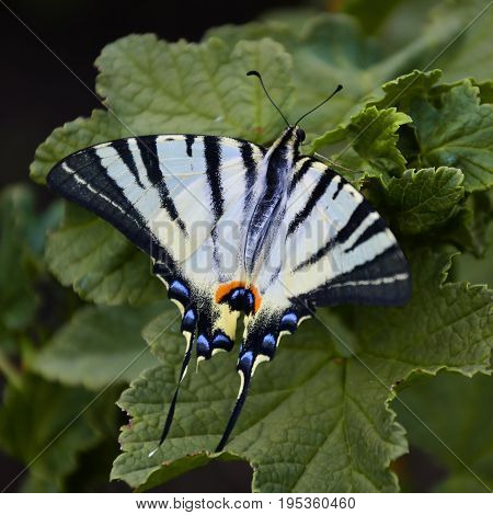 Scarce Swallowtail (iphiclides Podalirius) Rare European Butterfly Is Sitting On The Bushes Of Bloss