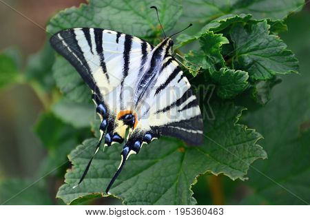 Scarce Swallowtail (iphiclides Podalirius) Rare European Butterfly Is Sitting On The Bushes Of Bloss