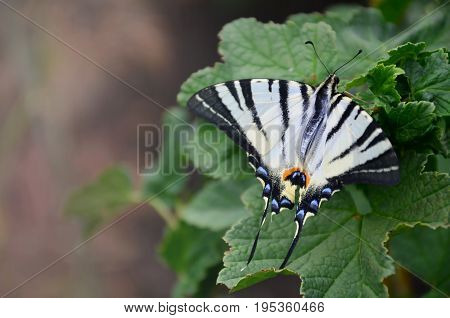 Scarce Swallowtail (iphiclides Podalirius) Rare European Butterfly Is Sitting On The Bushes Of Bloss