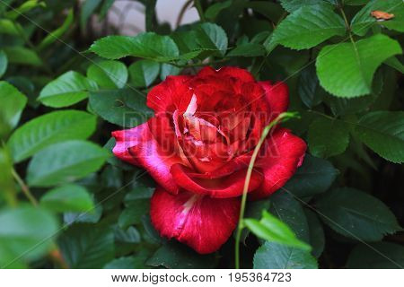 Red rose bush. The shrubs of red roses. Caring for garden roses shrubs. Landscape design
