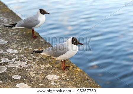 A couple of black headed seagulls (Chroicocephalus ridibundus) sit on a sea wall in Northern Europe.