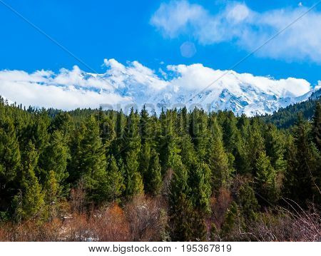 Beautiful mountains landscape with green pine trees forest