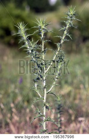 The roadside thistle (Carduus acanthoides) open ditch.