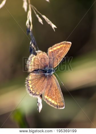 The large skipper (Ochlodes sylvanus) nettle flowers.