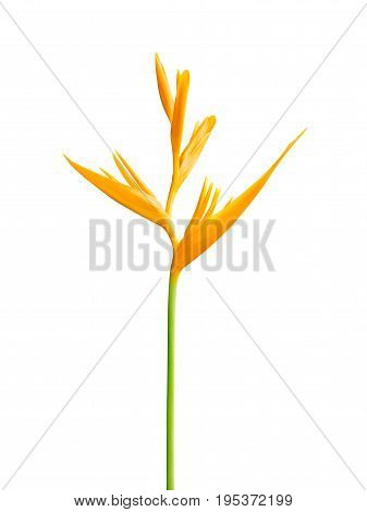 Heliconia Psittacorum Golden Torch Isolated on White Background
