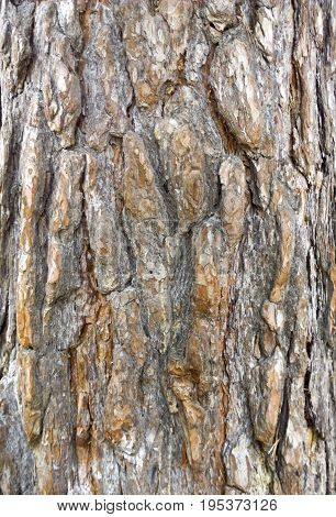 Tree Bark Texture. Trunk Of Fir Tree Background.