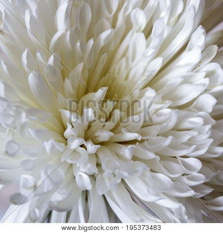 The flower of white chrysanthemum close-up petels