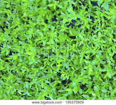 Green grass texture. Plant background. Flora Pattern