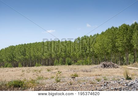 Poplar groves in the plain of the River Esla, in Leon Province, Spain