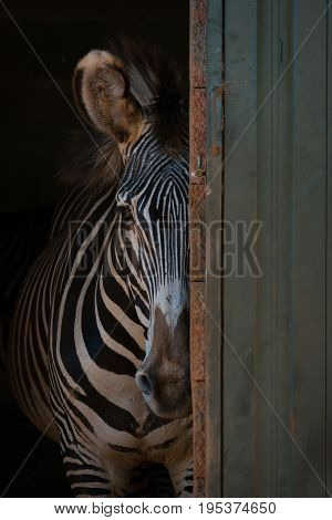 Grevy Zebra Peeking From Behind Barn Door