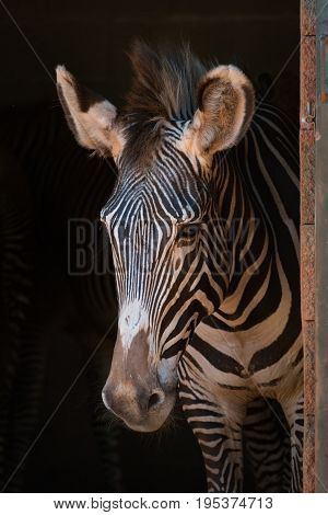 Close-up Of Grevy Zebra Standing In Shed