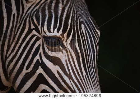 Close-up Of Grevy Zebra Head From Side