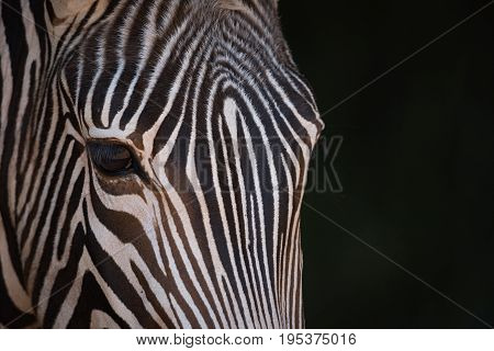 Close-up Of Grevy Zebra Staring At Camera
