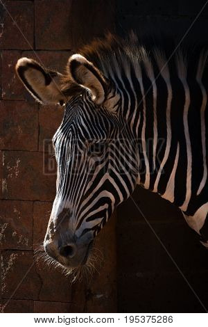 Close-up Of Grevy Zebra Head In Sunlight