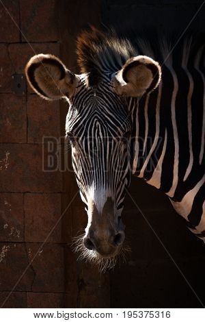 Close-up Of Grevy Zebra Head In Sunshine