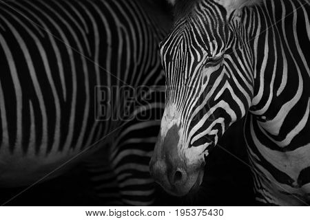 Mono Close-up Of Grevy Zebra Closing Eyes