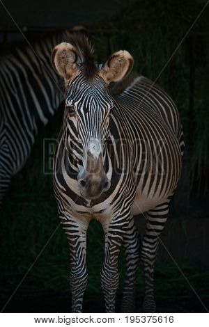 Close-up Of Grevy Zebra Head And Body