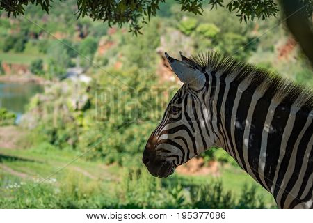 Close-up Of Grevy Zebra With Lake Behind
