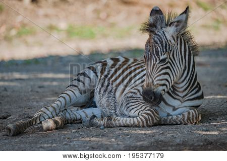 Baby Grevy Zebra Lying With Raised Head