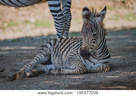Baby Grevy Zebra Lying Next To Mother