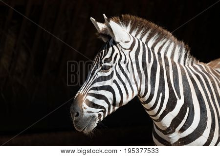 Close-up Of Grevy Zebra With Head Turned