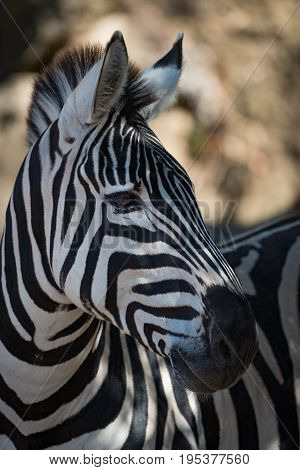 Close-up Of Grevy Zebra In Dappled Sunshine