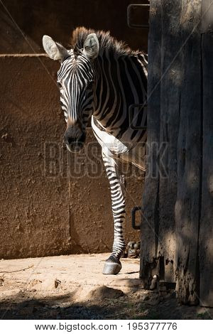 Grevy Zebra Standing By Sunny Barn Door