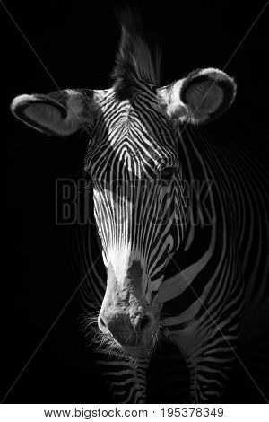 Mono Close-up Of Grevy Zebra In Darkness