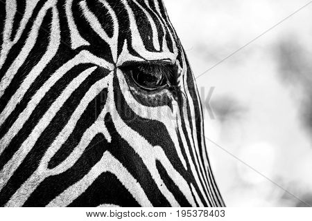 Mono Close-up Of Grevy Zebra Right Eye