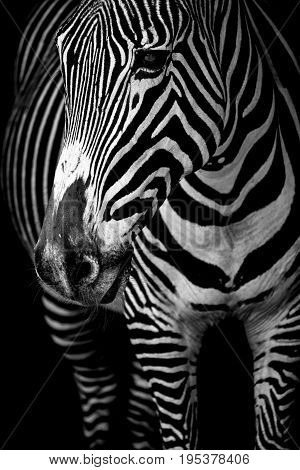 Mono Close-up Of Grevy Zebra From Front