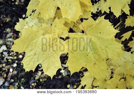 Close up of the surface of a leaf in autumn in Poland