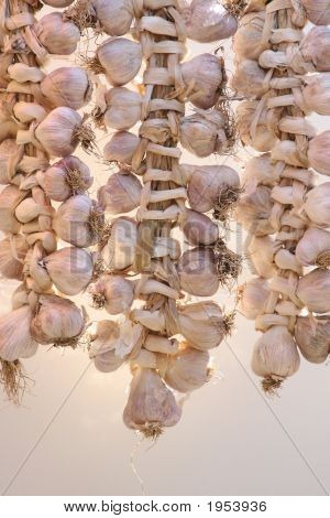 Garlic