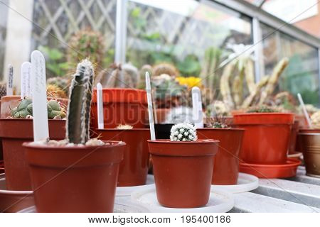 Young potted mammillaria vetula cactus in greenhouse