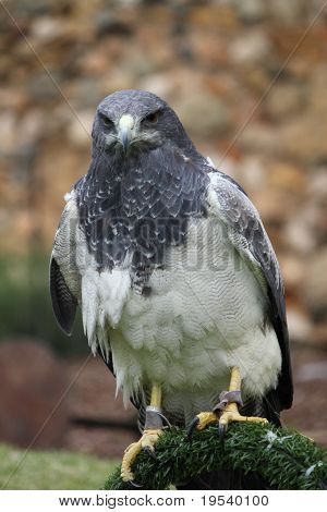Aguila Gris