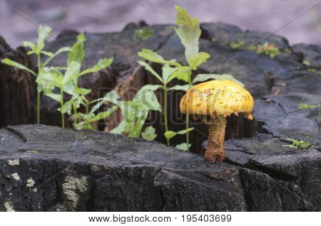 Pholiota aurivella mushroom and Oak seedlings on an old stump