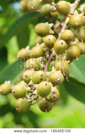 Betel parm on tree with the nature