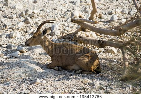 Mountain goat resting in the shade of a small tree in the nature reserve of Ein Gedi in the Negev desert.