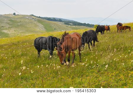 The herd of wild free horses grazing in the meadow in the mountains. Adult horses kept young cute foal outdoor