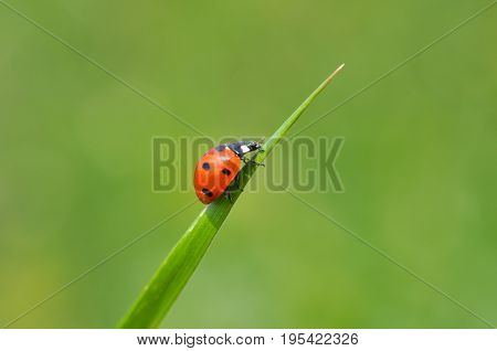 Ladybird sitting on grass in the meadow. Ladybug in nature