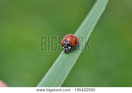 Ladybird sitting on grass in the meadow. Ladybug in nature
