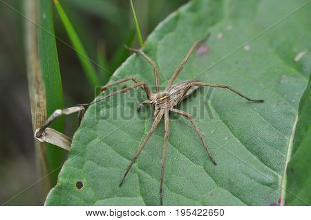 Wolf spider ready for attack in grass. Wolf spider hunting in the wild