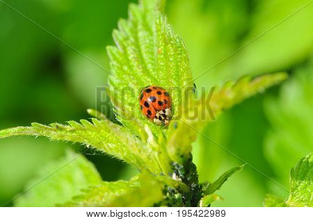 Ladybird sitting on grass in the meadow. Ladybug in nature