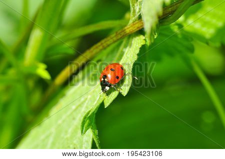 Ladybird sitting on grass in the meadow. Ladybug in nature