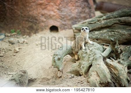 Meerkat - Suricata Suricatta On Stone Guards His Territory.